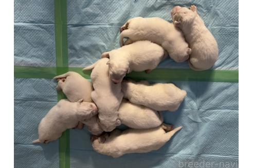 販売中の千葉県のグレートピレニーズ-393358の2枚目